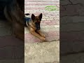 GSD PUPPY TRAINING PRACTISE | SLEEP, ROLL OVER | COMMANDS #doglover #max #shorts