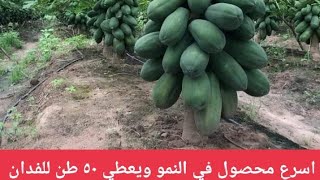 نبات مربح جدا ويثمر بعد ٦ شهور فقط