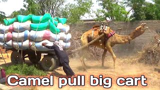 Camel pull big cart