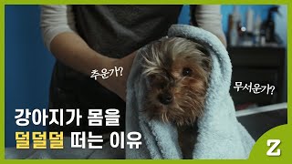 덜덜덜. 추운건가? 강아지 몸떨림 이유 제대로 알려드려요.