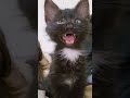 black cat viral video 😺  reaction 😂😂#cat #viral #funny #shorts #youtubeshorts