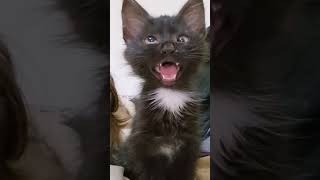 black cat viral video 😺  reaction 😂😂#cat #viral #funny #shorts #youtubeshorts