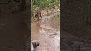 tiger retreats when faced with cobra