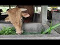 sapi bakalan limosin banjarmasin elangfarm