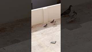 🐦Just for a funny  🐦🐦    #friendship #vayyaribhama #friends #funny #video