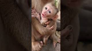 Daily update cute baby monkey and good mom #shorts