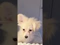 寝起きの天使👼片耳だけ立ってしまったポメックス🥺 ポメックス 犬 赤ちゃん ポメラニアン