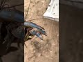 Giant Yabbies Catching Monster Yabbies