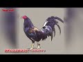 Rooster Channel I History of BRASSBACK ALBAY