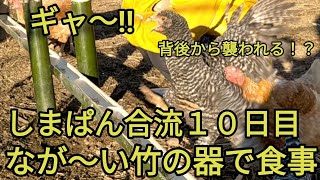 【先住鶏と合流１０日目】なが～い竹の器を作成して一緒に食事‼頑張るしまぱんと先住鶏との戦い‼