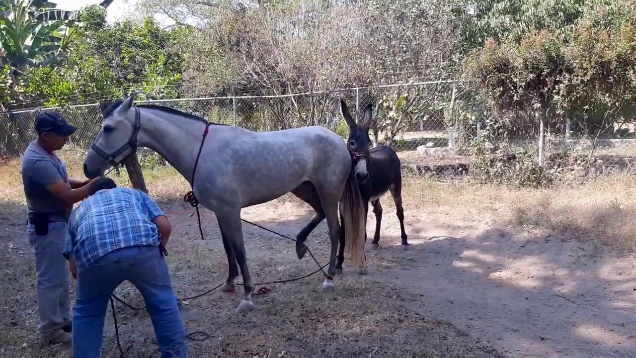 Cruza De Burro Español Pequeño Y Yegua Grande - YouTube