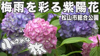 Brilliant hydrangea that colors the rainy season! Blooming in Matsuyama Comprehensive Park