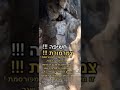 חשיפה ‼️ צמרמורת ‼️זו מערת רבי שמעון בר יוחאי המפורסמת