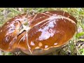 funghi porcini king bolete come with me to discover the forest treasures