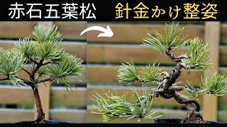 【 Bonsai】Design a seedling Akaishi Japanese White Pine (Goyomatsu)