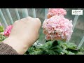 제라늄 pelargonium 꽃마름 좋을씨고가 속시원하게 알려 줄께요~