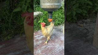 Well trained chickens #tricks #smart