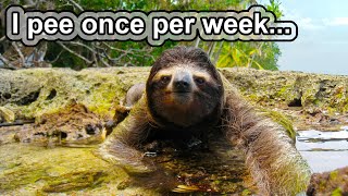 When evolution screws you... | 10 COOL SLOTH FACTS