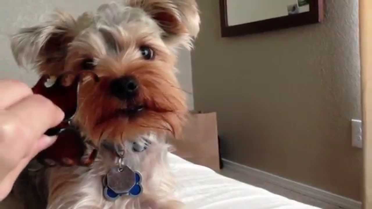 Barking Yorkie Youtube