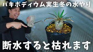 パキポディウム実生冬の水やり方法。これで攻略。