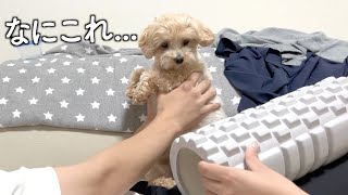 ストレッチに目覚めたお姉ちゃんがローラーを買ってきたらビビりまくってた犬がこちらw【マルプー/Maltipoo COCO】