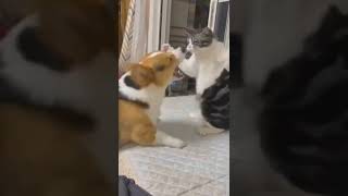 Kutta billi ki ladai | Cat Dog fight #trendingshorts #viralshorts #shortsvideo