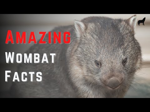 Why are wombats called wombats?
