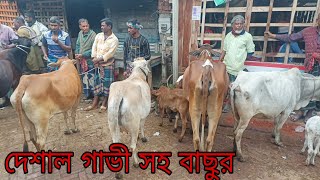 @ আজ ৪ ফেব্রুয়ারি ২০২৫ | দেশাল জাতের গাভী সহ বাছুরে কেনা-বেচা | গাভী গরুর দাম | সাতমাইল গরুর হাট