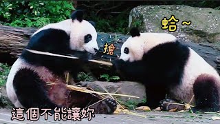 圓寶一邊吃竹竿，一邊偷偷靠近媽媽，圓圓吃完就走掉|熊貓貓熊The Giant Panda Yuan Yuan and Yuan Bao|台北市立動物園