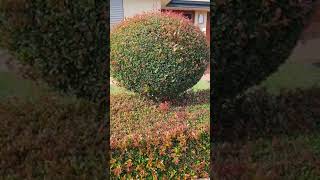 OGS - HEDGE TRIMMING BEFORE JOB Part 1 #oatesgardeningservice