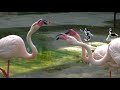 flamingos fighting 何やらもめているらしいフラミンゴ@掛川花鳥園 kakegawa bird park