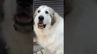 ナウシカの夢は…😋#チャームヨシモト #グレートピレニーズ #超大型犬 #大型犬 #pyrenees #ナウシカ#ドラえもん