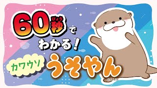 【Popular around the world!】It only takes 60 seconds!Otter Usoyan【AMUSE's animated cartoon】