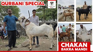 Pune's Biggest Bakra Mandi CHAKAN BAKRA MANDI 2024 EID SPECIAL  I YK Goat Lover