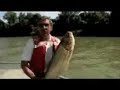 crazy jumping asian carp voa story