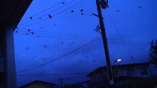 鴉の群れ crows / akita prefecture