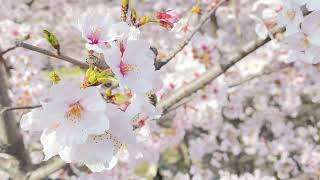 【京都の桜】蹴上インクライン　See the cherry blossoms at Kyoto Keage Incline