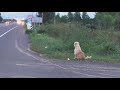 dog waiting for owner for more that 4 years in thailand