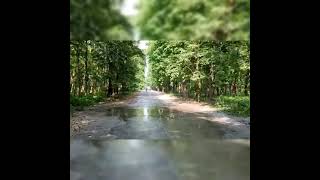 Dooars Tour||Odlabari Road || Siliguri