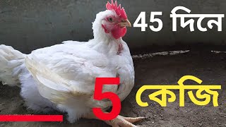 45 দিনে ব্রয়লার মুরগি 5 কেজি#BROYLAR#RONYAGRO