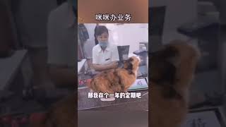 喵了个咪的