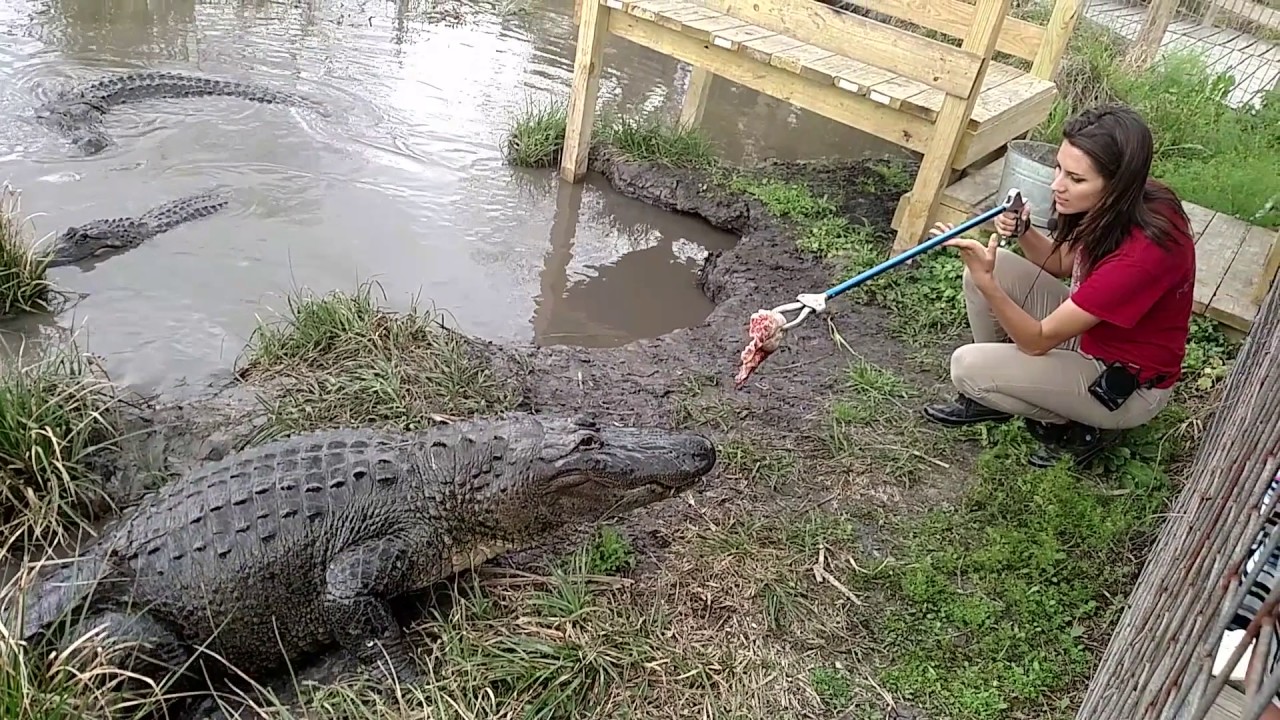 Crocodile Encounter - Feeding Time - YouTube