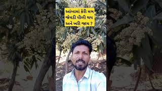 આંબામાં કેરી મઞ જેવડી થય અને પીળી થય ખરી જાય?#farming # #mangoleaves #viral short#trending short