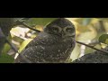 lumix gh7 cinematic wildlife short film lumixgh7 gh7 cinematic wildlife relaxing birdwatching