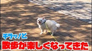 どうやらこのチラ見は散歩が楽しいアピールのようだ！？散歩嫌いな犬-Walk hateful dog