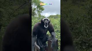 Hoolock gibbon call#gibbon#animalsound@mamatv8542