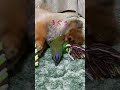 🐶ポメラニアンの1番お気に入りのおもちゃに🦜コザクラインコが近づくが‥‥