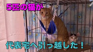 保護猫5匹のお引越し【Cat moving】