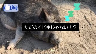 ☆トリアスふれあい動物園　ミニブタのいびきがおじさんだった‼️Pig  snoring☆