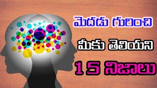 మెదడు గురించి మీకు తెలియని 15 నిజాలు | 15 Things You Didn't Know About the Brain | Brain Theory